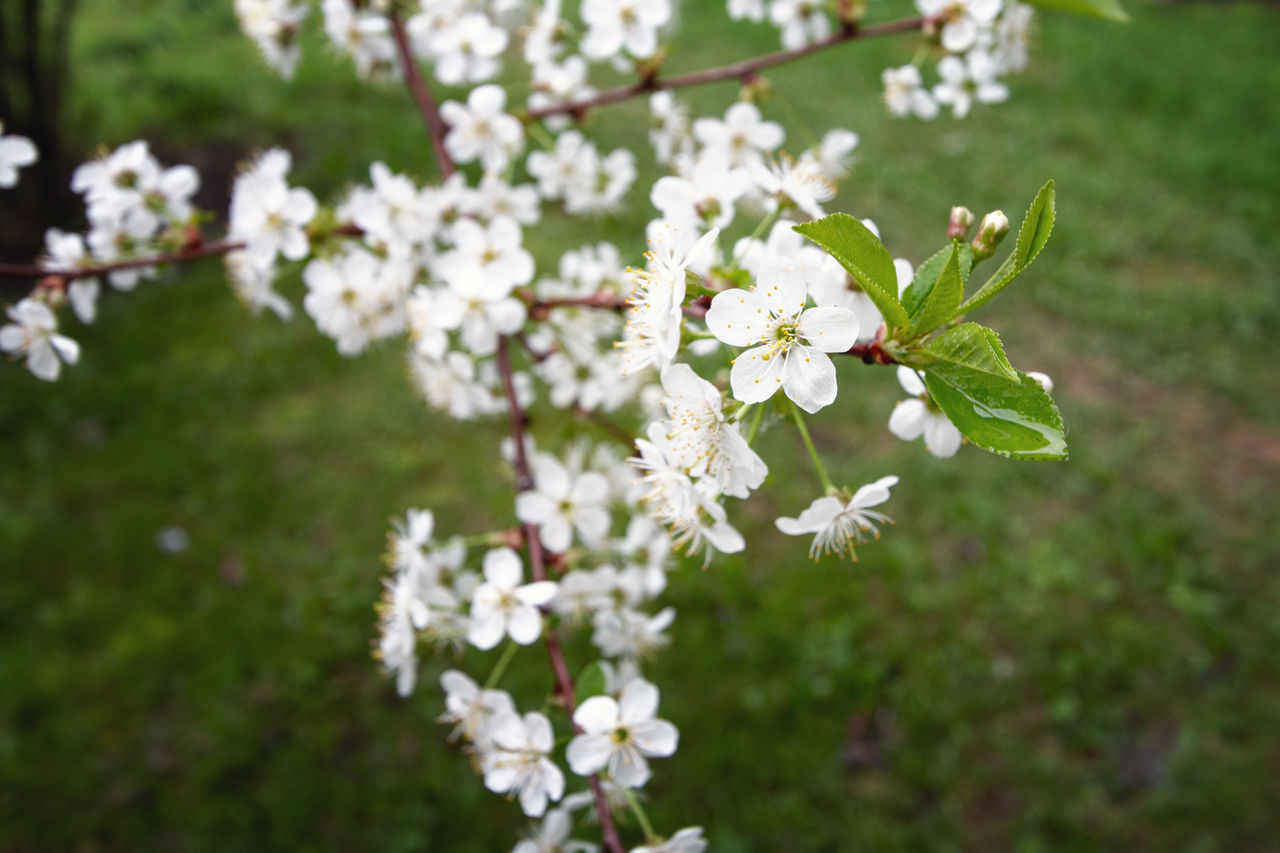 CLOSE-UP OF CHERRY BLOSSOM TREE