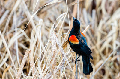 Red-winged blackbird perching on dried plant
