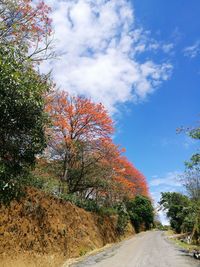 Low angle view of trees against sky