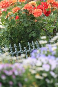 Close-up of plants against blurred background