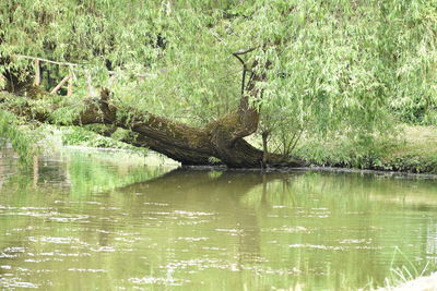 Reflection of tree in lake water