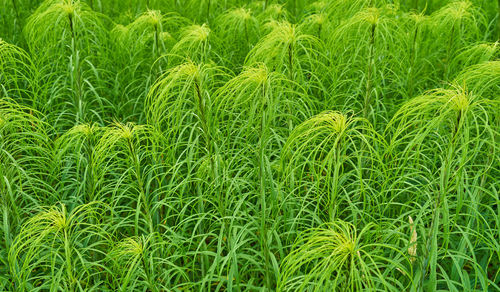 Full frame shot of fresh green field