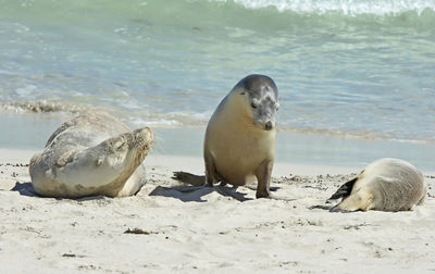 Seal bay, kangaroo island, australia