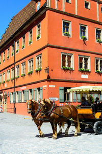 Horse cart in a city