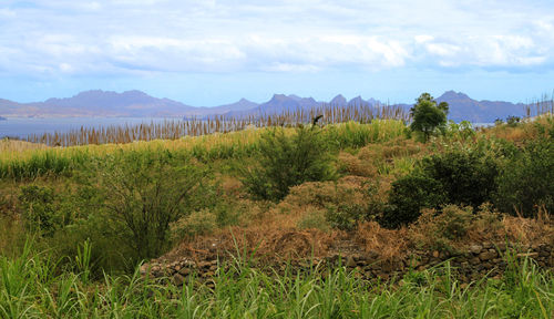 Scenic view of field against sky