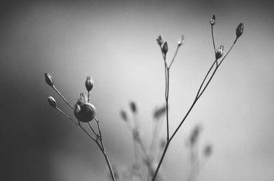 Close-up of plant growing on field