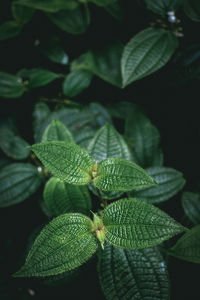 Close-up of green leaves on plant