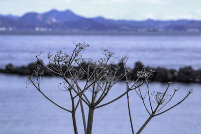 Close-up of plants by lake against sky