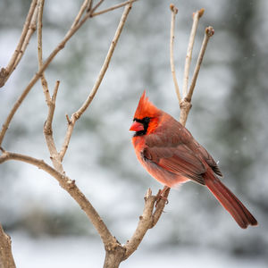 Close-up of bird perching on branch