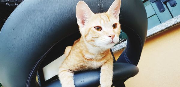 High angle view of a cat sitting on car