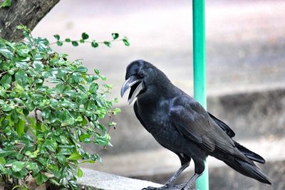 Close-up of bird perching on plant