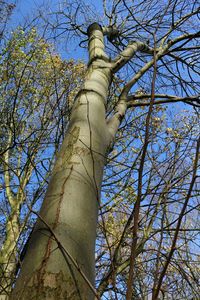 Low angle view of bare tree against blue sky