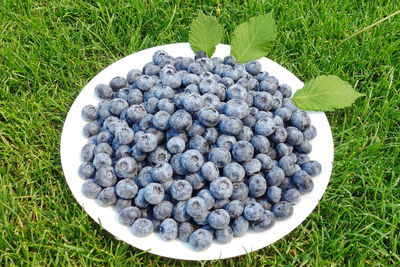 High angle view of fruits on grass