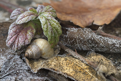 Close-up of shells on leaves