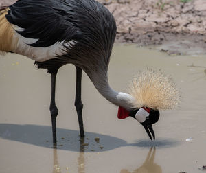 View of birds in lake