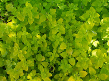 Full frame shot of green plants