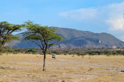 Trees on field by mountains against sky