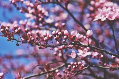 Pink blooming tree in the park in gdynia