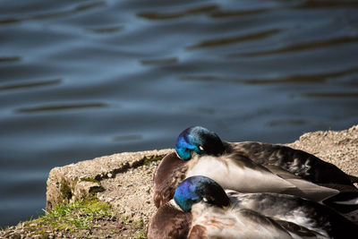 Close-up of duck swimming on lake