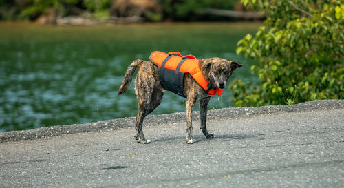 Dog on the road