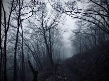 Bare trees in forest