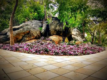 Flowers growing on rock by trees