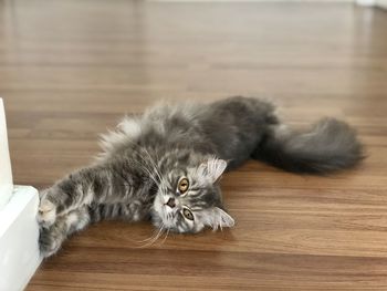 Portrait of cat lying on floor