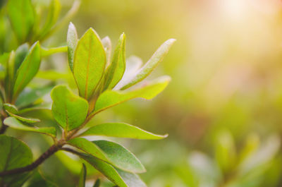 Close-up of plant leaves