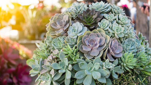 Close-up of succulent plant