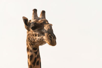 Close-up of giraffe against clear sky