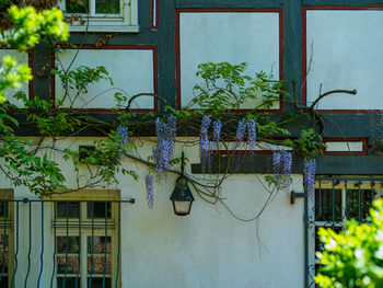 Low angle view of potted plants on window of building