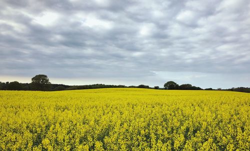 Scenic view of oilseed rape field against cloudy sky