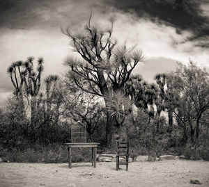 Trees in park against sky