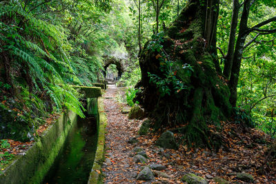 Footpath amidst trees in forest