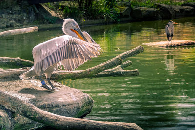 Birds in lake