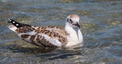 Close-up of duck swimming in sea