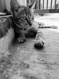 Portrait of a cat resting