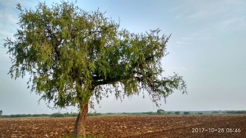 Tree on field against sky