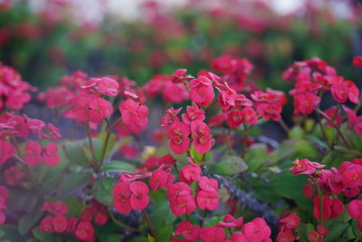 Crown of thorns, euphorbia milii, a species of spurges, also known as christ plant, christ thorn