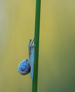 Close-up of snail on plant