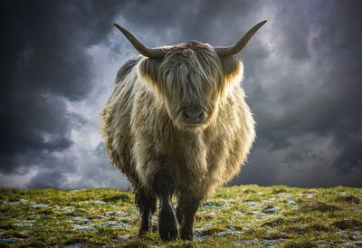 A scottish highland cow backlit in the winter sun against a stormy sky