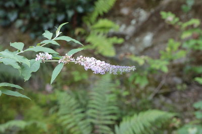 Close-up of purple flowering plant