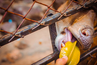 Close-up of hand feeding