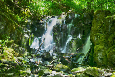 Scenic view of waterfall in forest