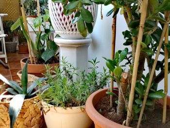 Close-up of potted plants in yard