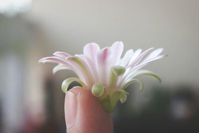 Cropped hand holding flower 