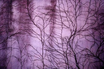 Low angle view of bare trees against sky