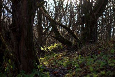 Trees in forest