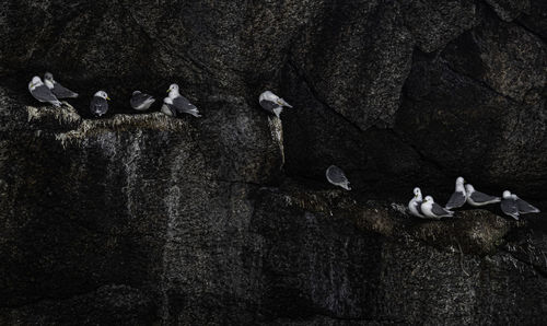 Seagulls perching on rock