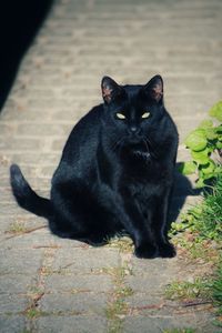 Portrait of black cat